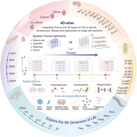 ST4D-Atlas 4D Spatiotemporal Transcriptomics